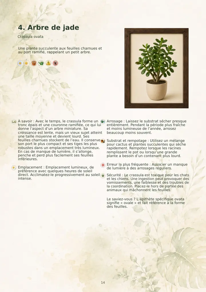 Exemple de fiche sur la plante de jade